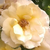Žltá - Climber, popínavá ruža - Zorba™